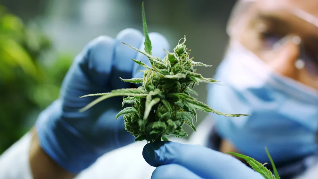 Cannabis als Medizin: Wogegen wird Hanf eigentlich verordnet? Cannabis als Medizin: Wogegen wird Hanf eigentlich verordnet?